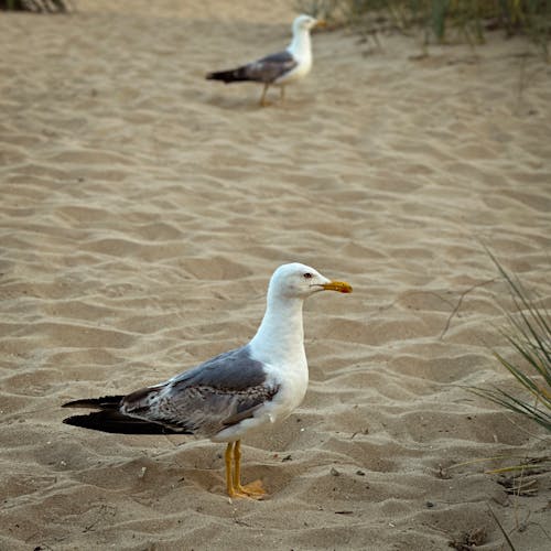 Gratis stockfoto met aviaire, avontuur, beest