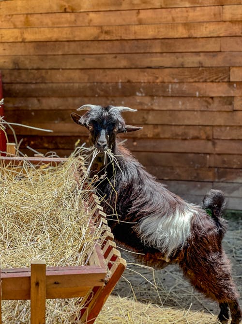 Fotos de stock gratuitas de cabra, enfoque selectivo, fotografía de animales
