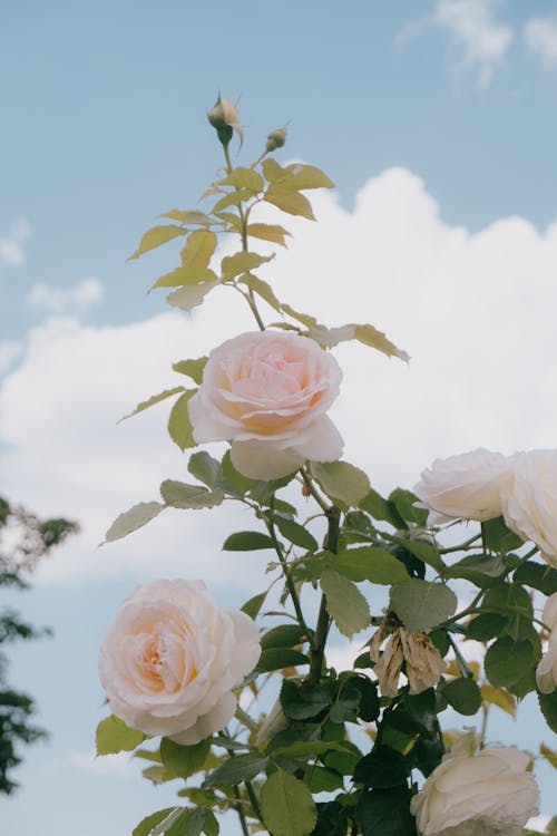 Foto d'estoc gratuïta de enfocament selectiu, flors, fons de pantalla per al mòbil