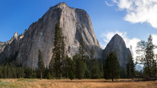 Photos gratuites de arbres, californie, états-unis