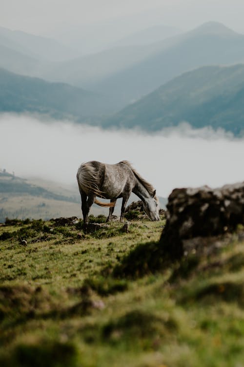 Horse Grazing Grass on a Mountain Pasture