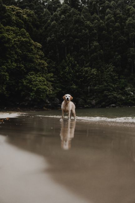 Golden Retriever on a tranquil beach in Cedeira, Galicia, Spain, surrounded by lush forest.