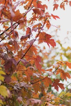 Capture the beauty of autumn with vibrant leaves in a peaceful park.