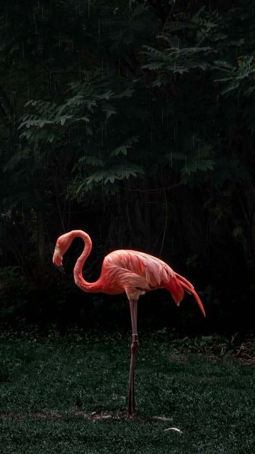 Gratis stockfoto met dierenfotografie, flamingo, natuur