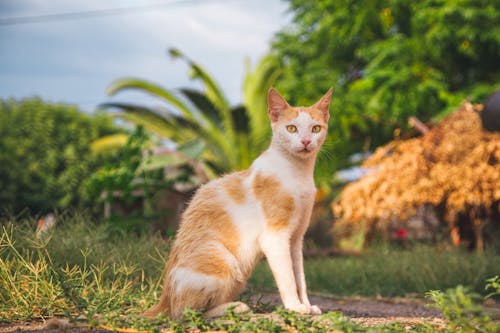 Imagine de stoc gratuită din animal de casă, focalizare selectivă, fotografie de animale