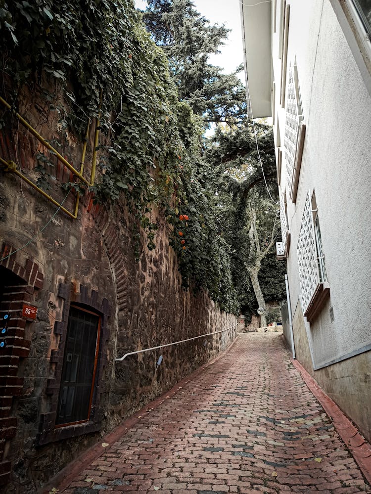 Plants Growing On Brick Wall On Narrow Street