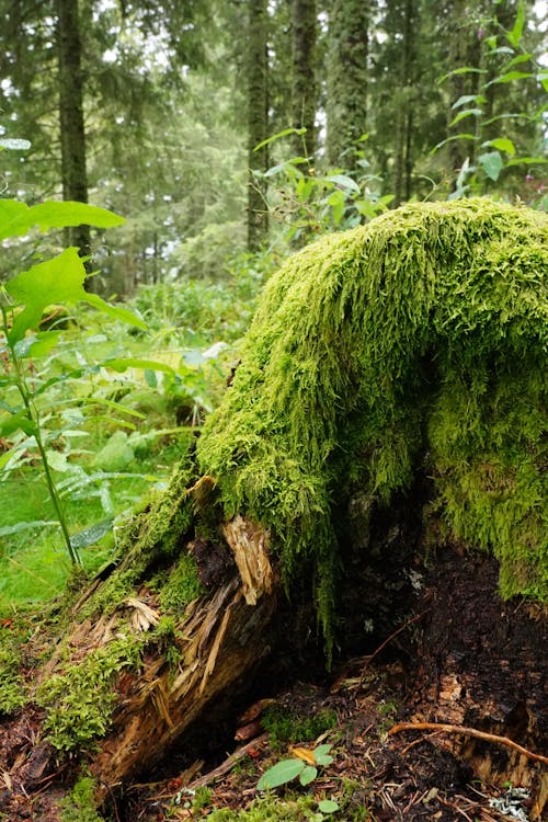 Gratis stockfoto met bomen, Bos, decor