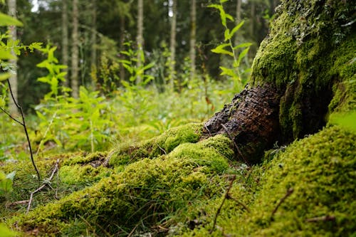 Close-up of Tree Roots in Moss in Green Forest