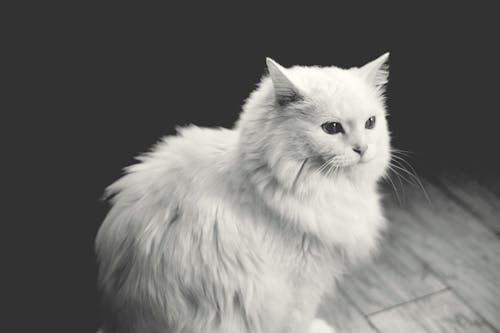 Cute Fluffy White Cat Sitting on Floor