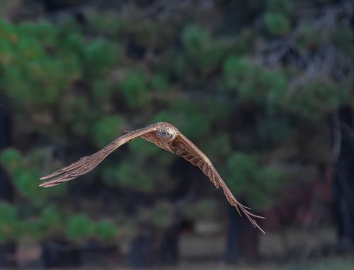 Free A black kite flies gracefully across a lush green backdrop, showcasing its powerful wings. Stock Photo
