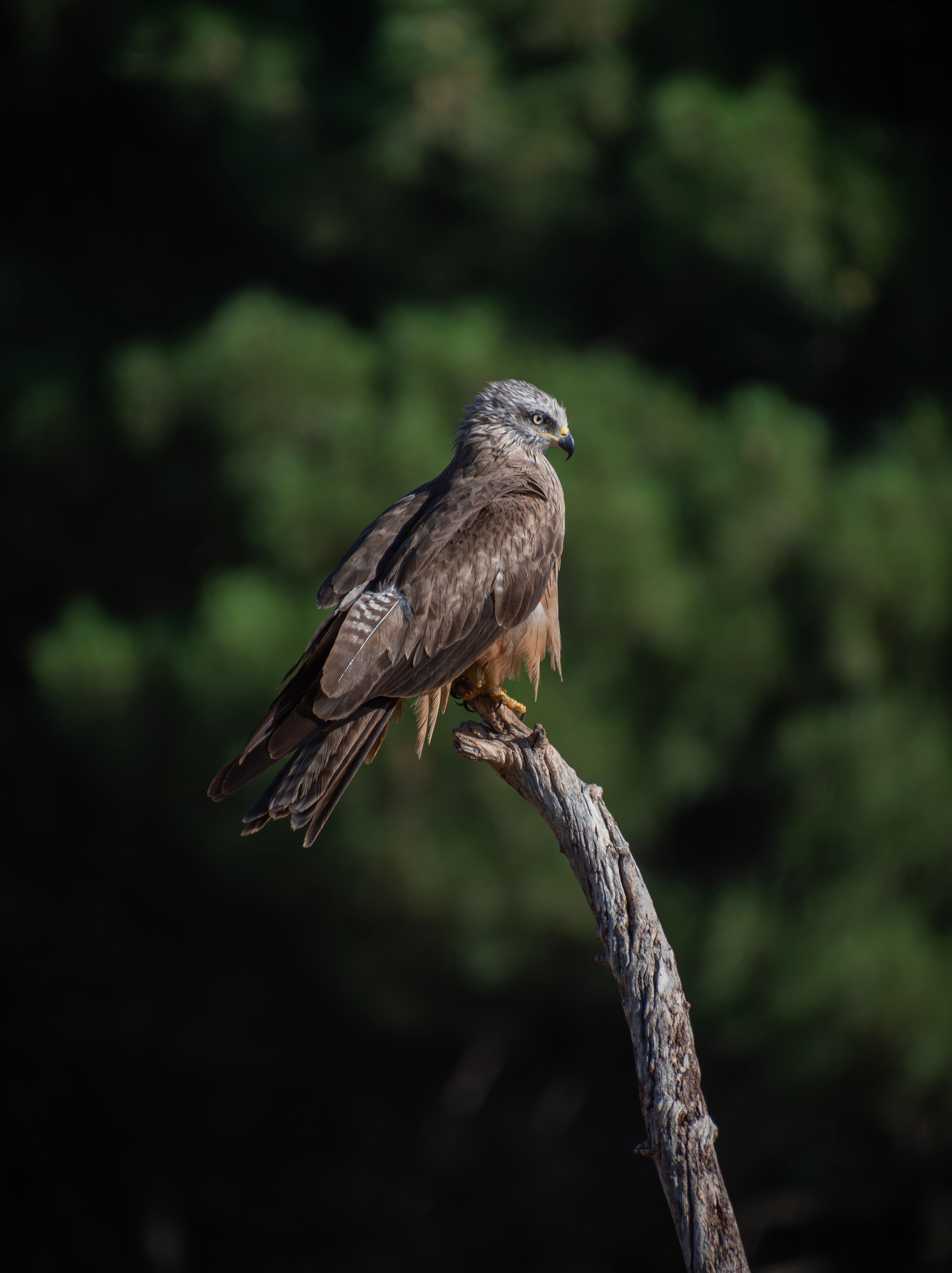 Bald eagle vocalization and territorial behavior analysis – Fast Facts and Field Notes