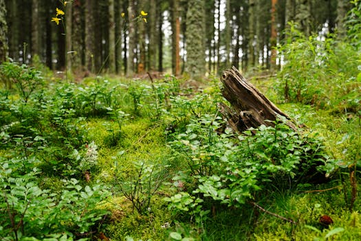 Vibrant green forest floor with a rustic tree stump, showcasing lush plant growth.