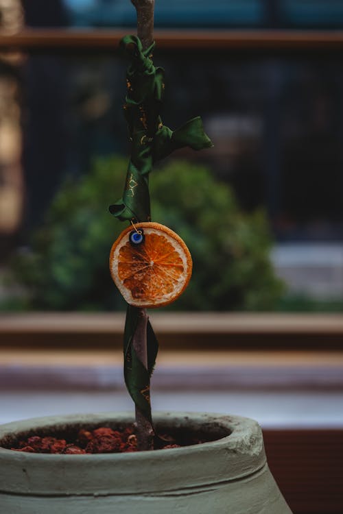 Gratis stockfoto met detailopname, gepotte plant, oranje