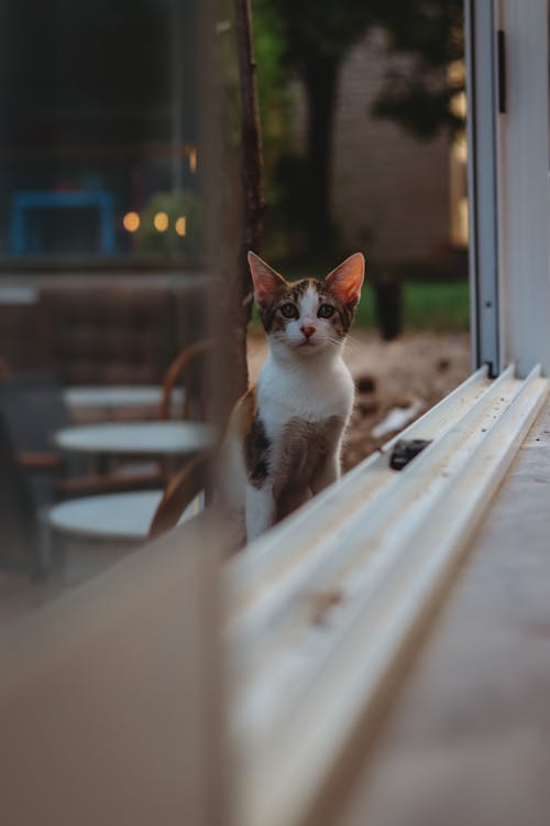 Fotos de stock gratuitas de de cerca, fotografía de animales, gato