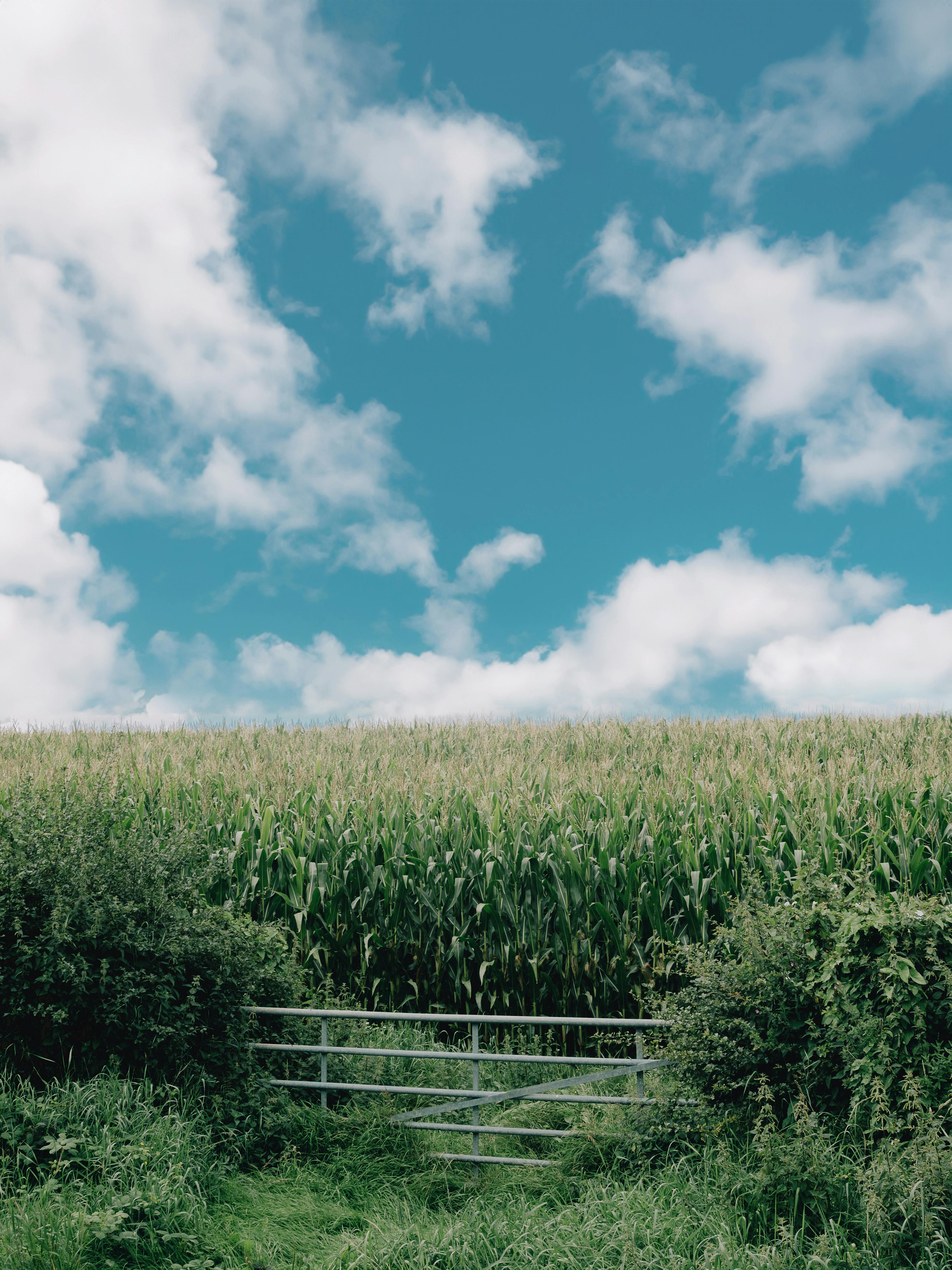 Expansive cornfield bordered by lush greenery under a vibrant blue sky with clouds, captured during summer.