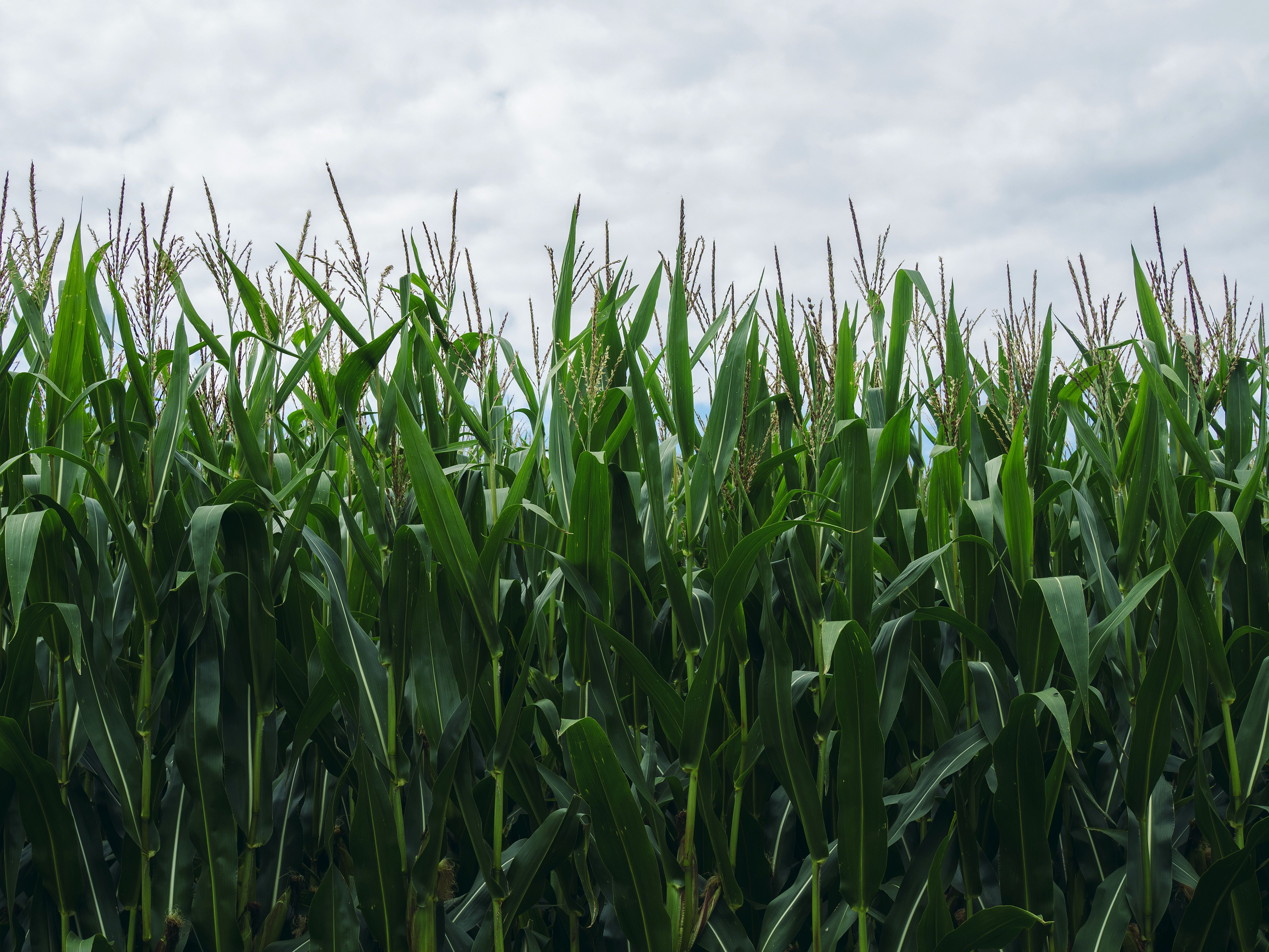 National Corn Growers Association and Ag Data Transparent Release Transparency Principles for Ag Carbon — Photo by Lisa from 