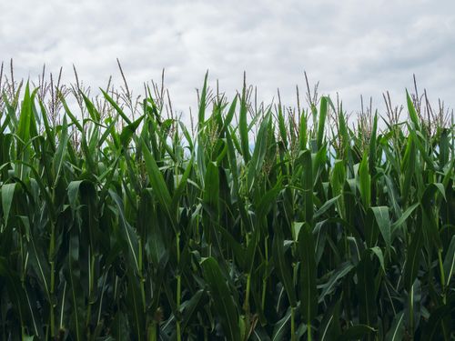 Free Vibrant green cornfield reaching high under an overcast sky. Stock Photo