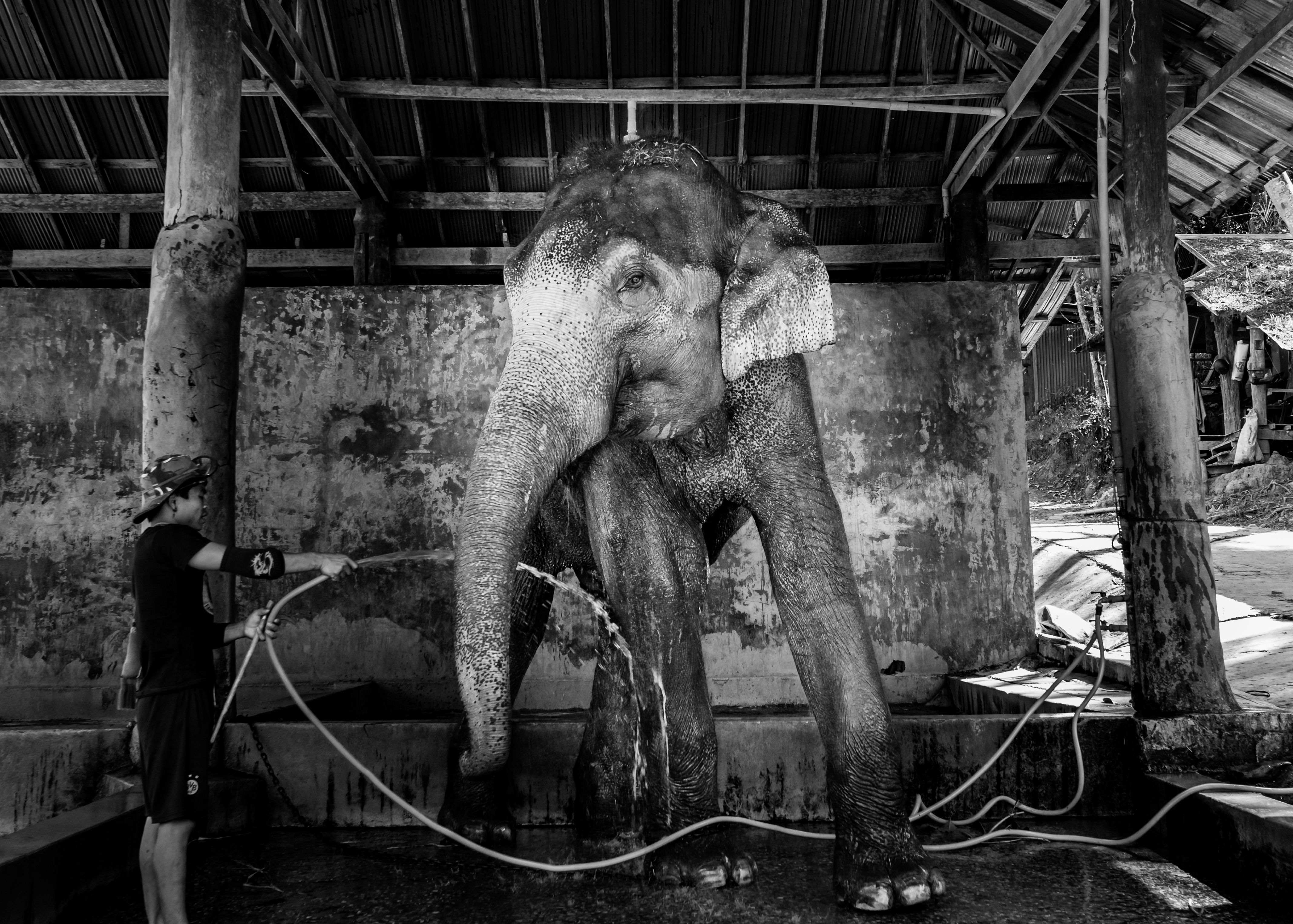 A person washes an elephant with a hose in a captivity setting, black and white image.