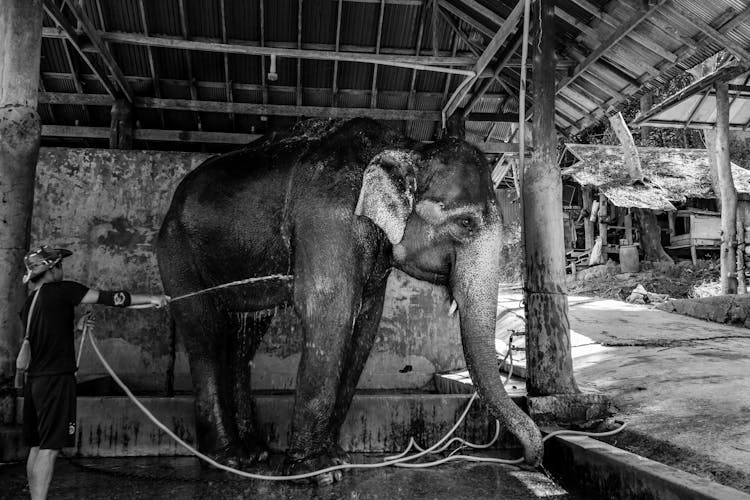 Man Washing An Elephant 