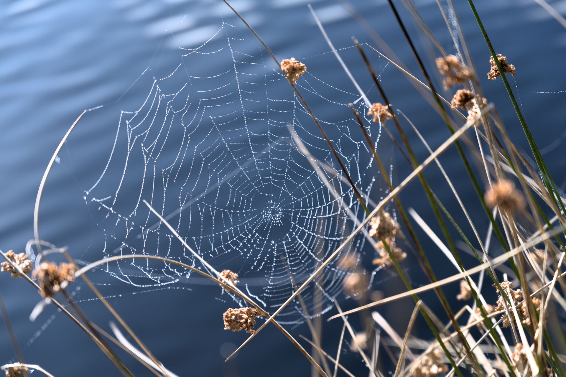 Close up of Spiderweb