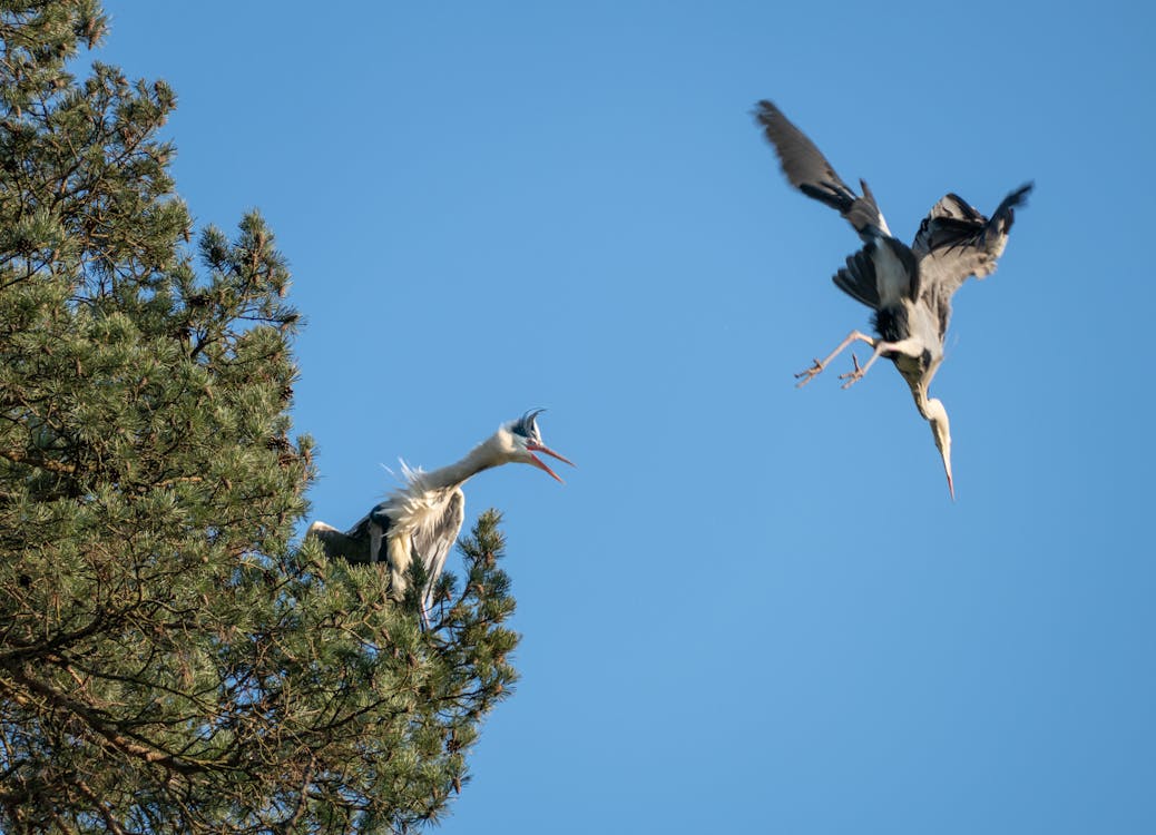 Kostnadsfri bild av flightlight, kupé, nature