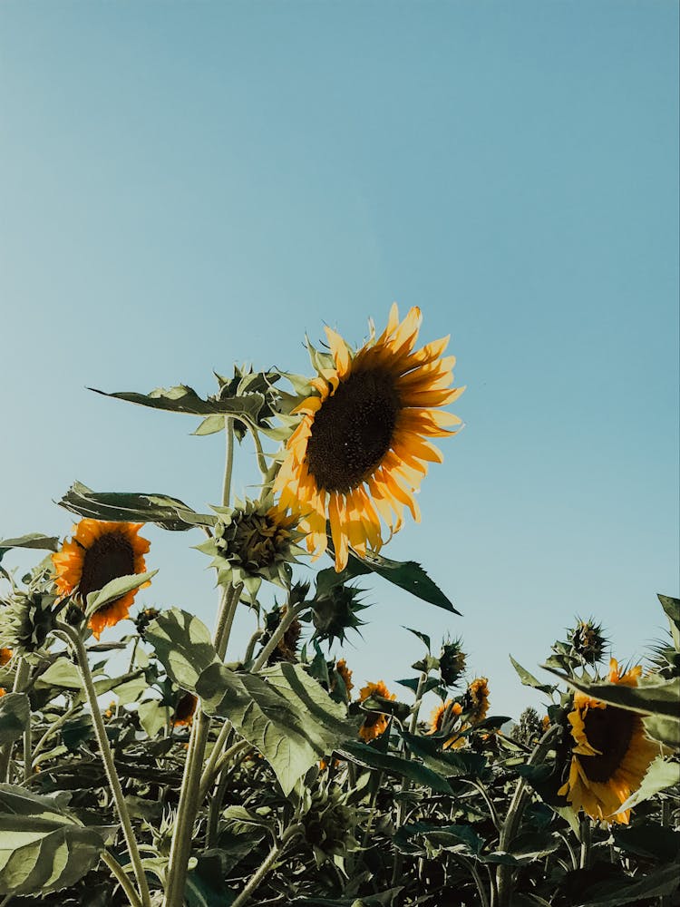 Bright Sunflowers Growing In A Field Under Clear Blue Sky