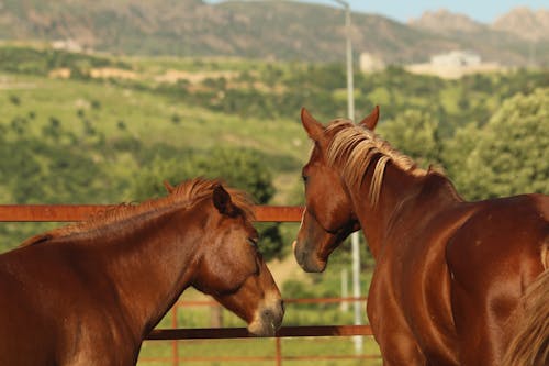 Fotos de stock gratuitas de animales, caballos, cerca