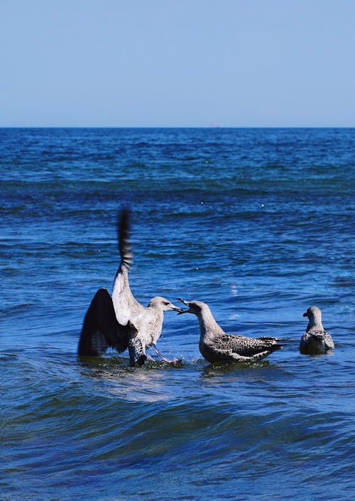 Photo of Three Seagulls 