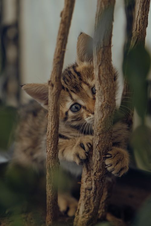 Free A curious tabby kitten playing amidst tree branches, capturing a playful moment. Stock Photo
