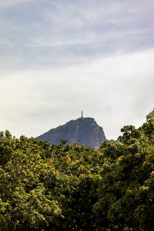 Photos gratuites de arbres, brésil, christ rédempteur