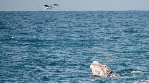 Free A seagull gracefully flies over a whale surfacing in the blue ocean waters under a clear sky. Stock Photo