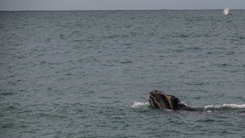 Free A whale surfacing in the ocean with a distant blow, capturing wildlife beauty. Stock Photo