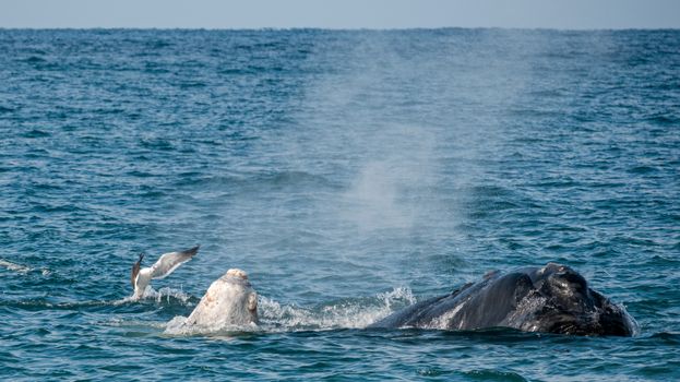 Captivating ocean view of a whale surfacing with a seagull flapping nearby.
