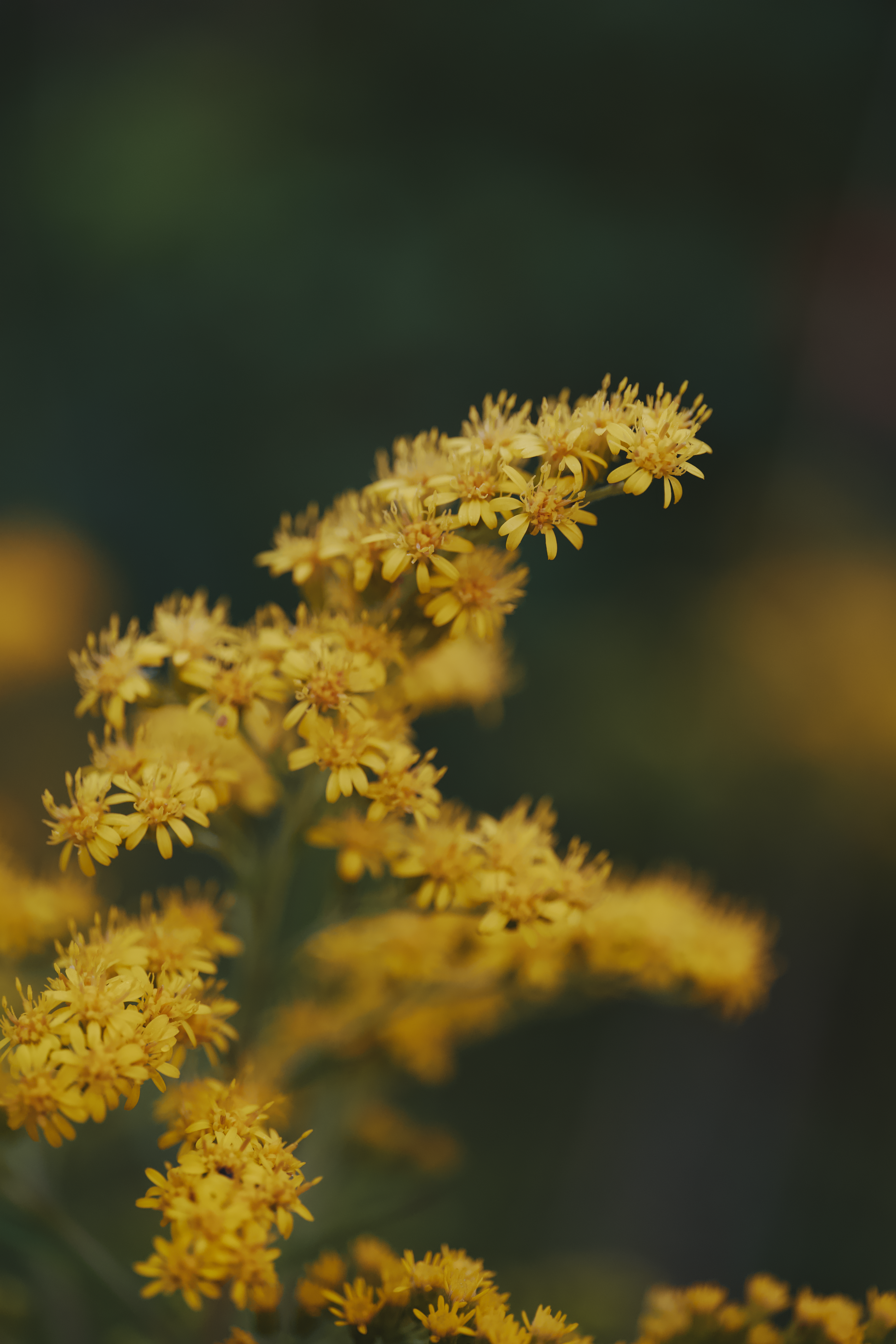 Close-up of Delicate Yellow Flowers · Free Stock Photo