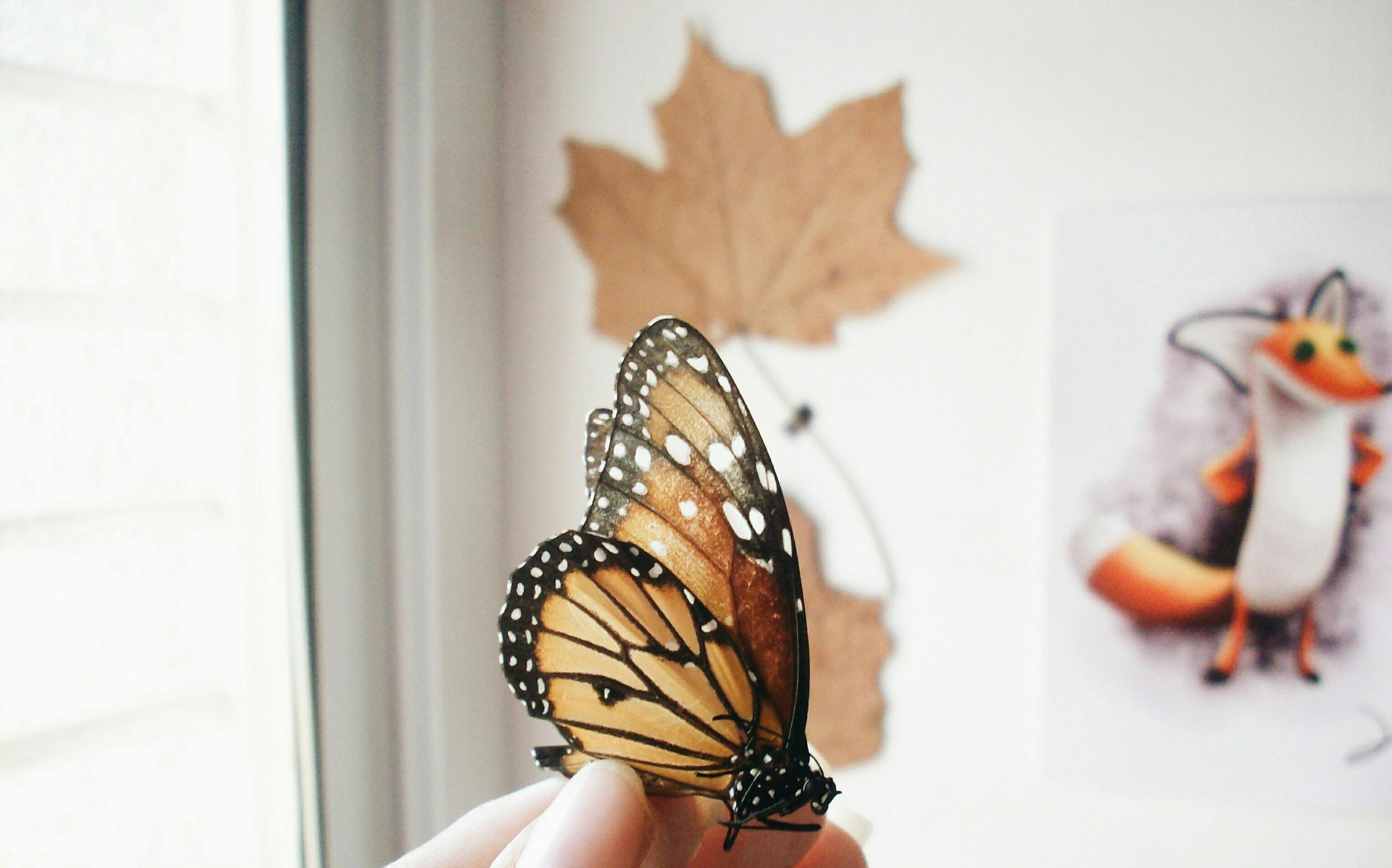 Mână ținând delicat un fluture Monarh, simbolizând transformarea și manifestarea asociate cu 5555