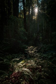 Friedlicher Wald mit Bäume – Natur Hintergrundbild (von frank minjarez, 5760×8640, #18006690)