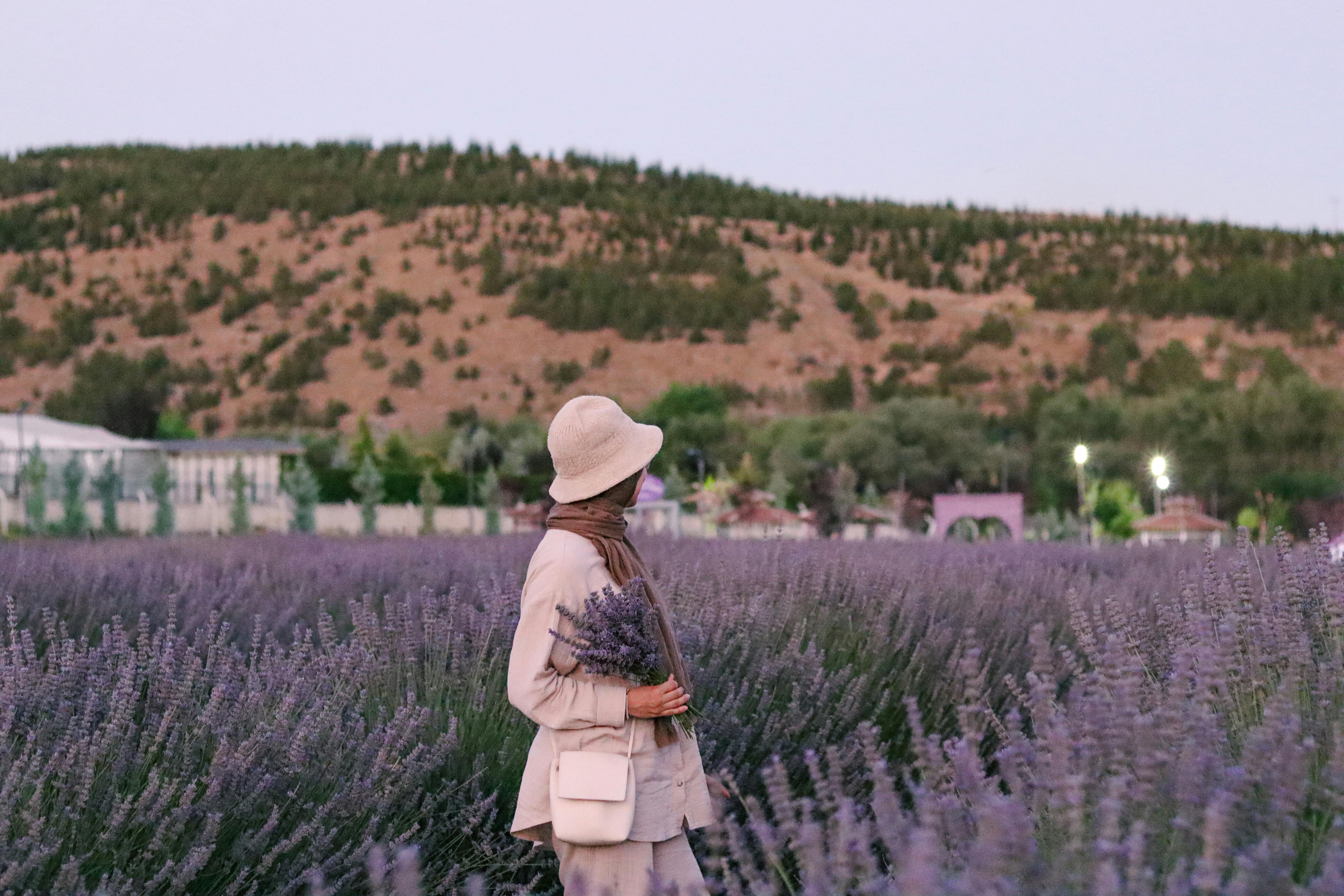 A woman stands in a lavender field at sunset, holding fresh lavender blooms.