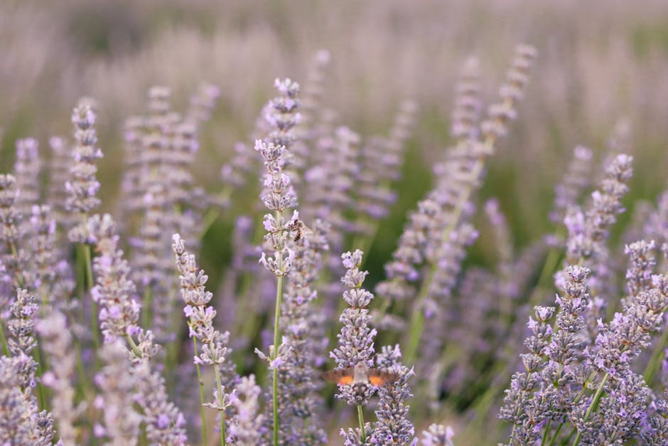 Lavender Essential Oil: Experience Serene Bliss