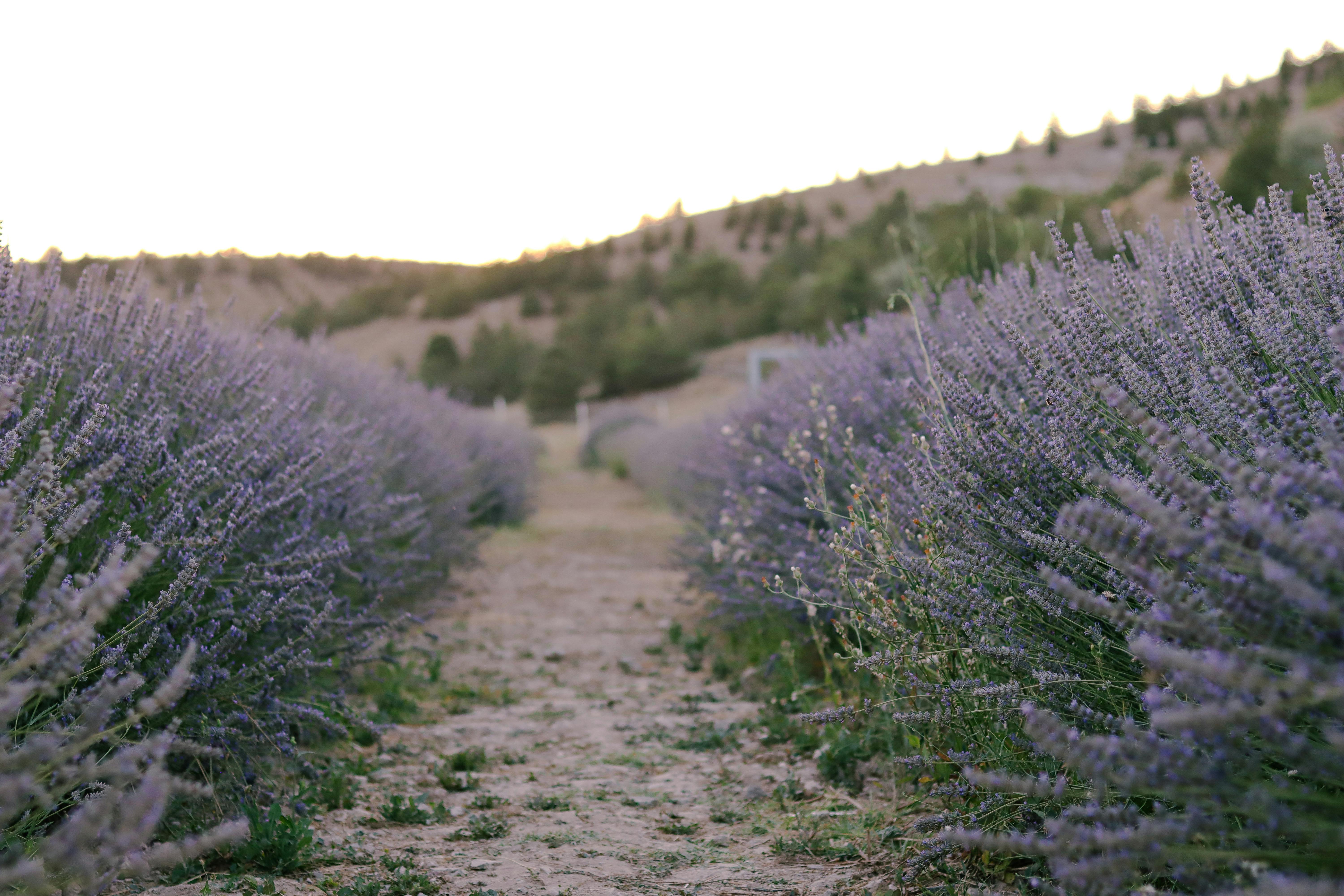 Tranquil lavender rows create a calming path at sunset, evoking peace and natural beauty.
