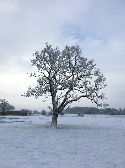 Бесплатное стоковое фото с вертикальный выстрел, ветви, зима