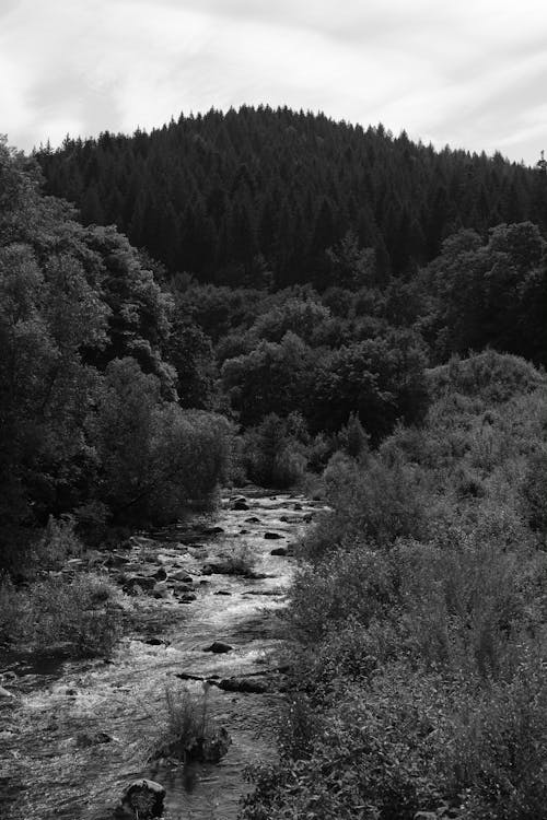 Stream in Forest in Black and White