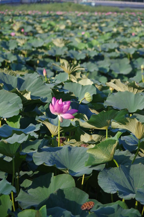 A Pink Lotus Flower among the Green Leaves 