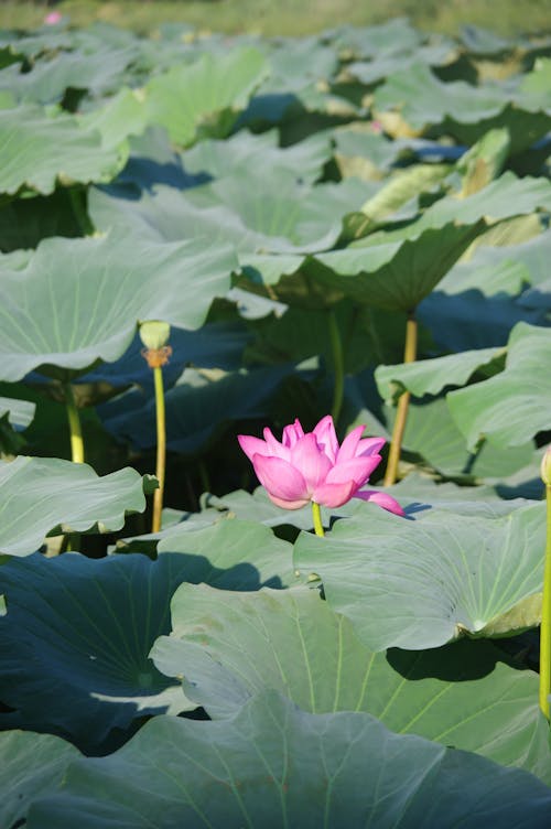 A Pink Lotus Flower among Green Leaves 