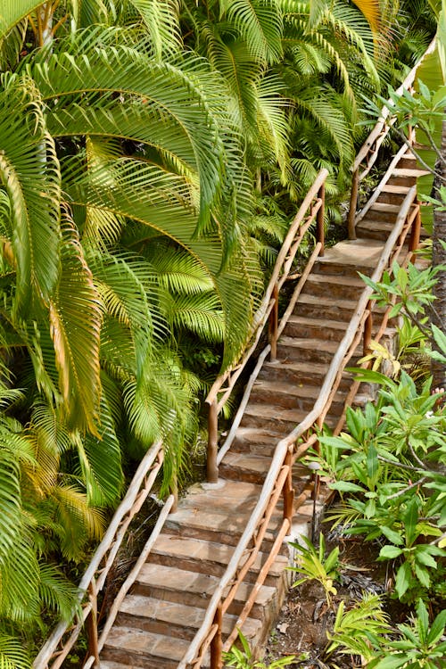 Aerial View of Wooden Steps between Palm Trees