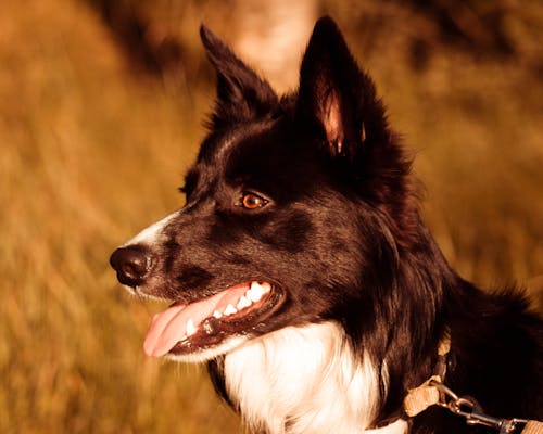 Foto d'estoc gratuïta de bonic gos, border collie, gos