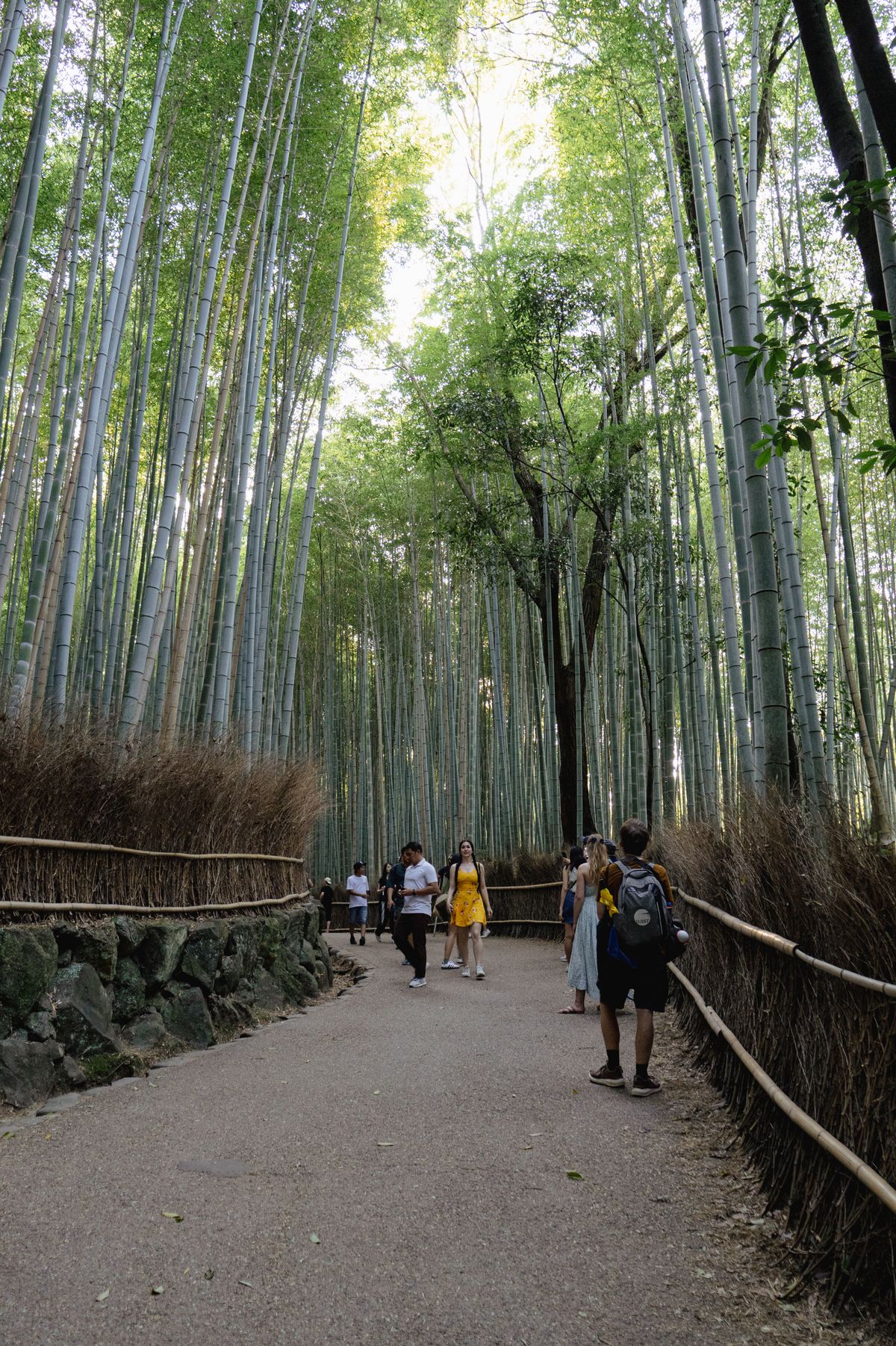 Bamboo forest walkway in Arashiyama, Kyoto