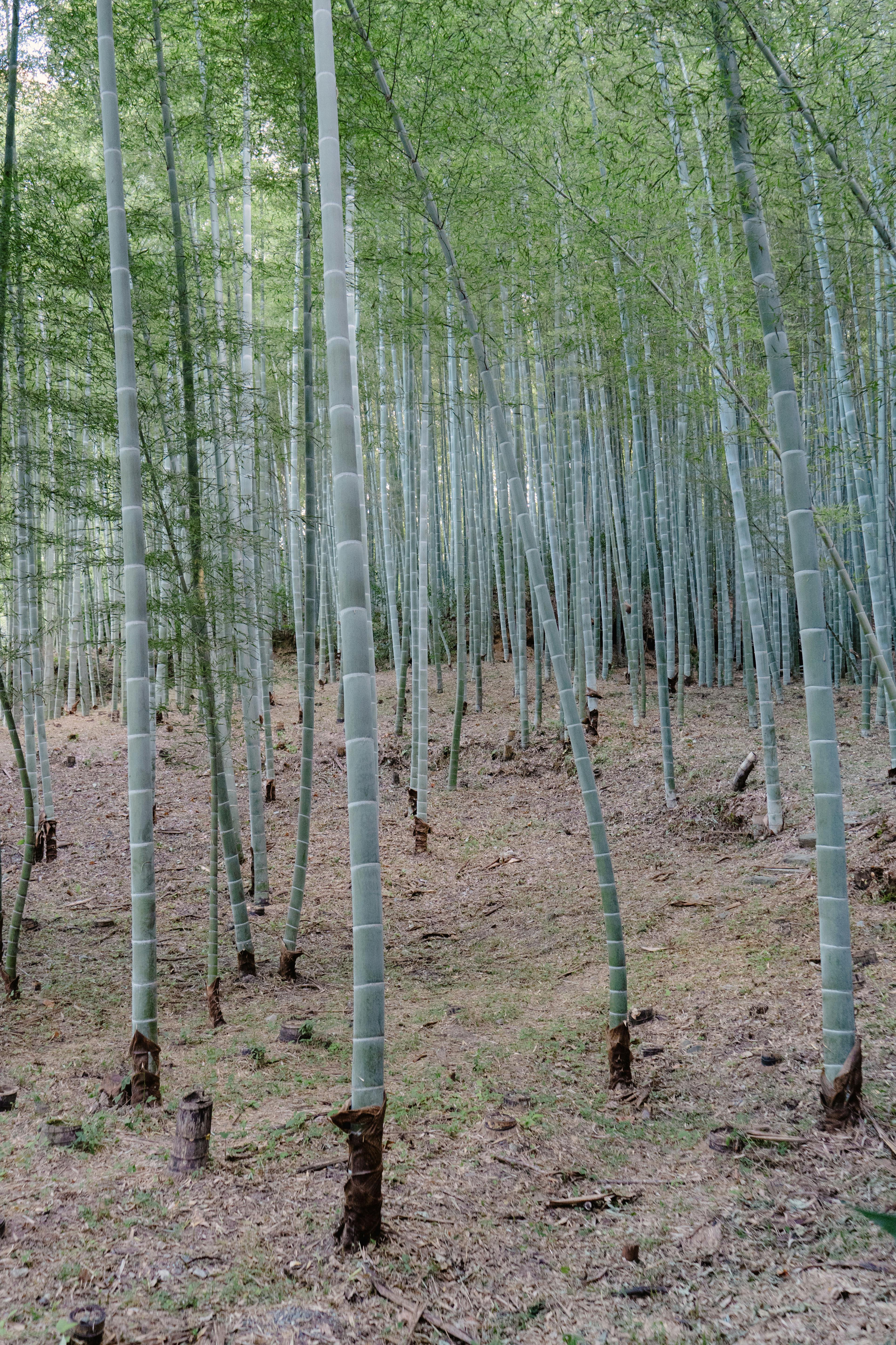 arashimaya bamboo forest in kyoto