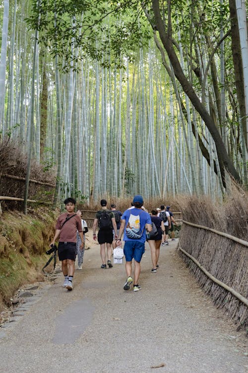 Free stock photo of arashiyama, bamboo, forest