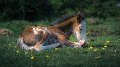 Foal Sleeping in Grass