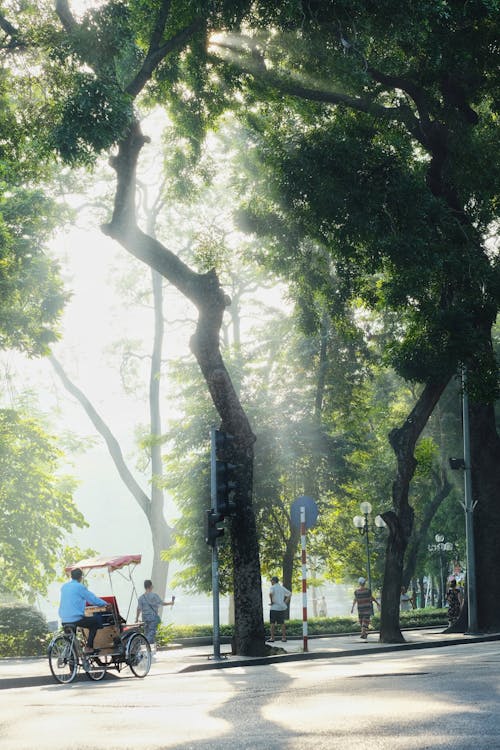 ağaçlar, arka sokak, dikey atış içeren Ücretsiz stok fotoğraf
